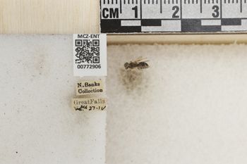 Media type: image;   Entomology 772906 Aspect: Labels